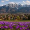 Frühlingspanorama von Zakopane mit Krokussen und Tatra -Bergen im Hintergrund bei Sonnenuntergang